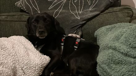 Gobi, klein, freundlich, liebt Menschen , braucht ein kuscheliges Körbchen bei seinen Menschen