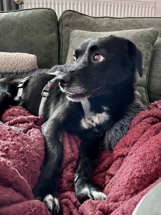 Gobi, klein, freundlich, liebt Menschen , braucht ein kuscheliges Körbchen bei seinen Menschen