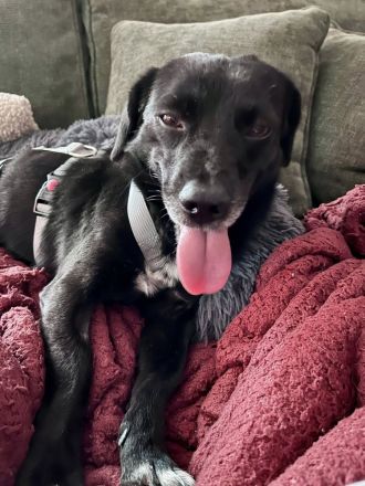 Gobi, klein, freundlich, liebt Menschen , braucht ein kuscheliges Körbchen bei seinen Menschen