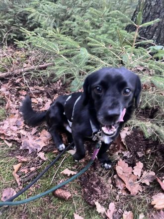 Gobi, klein, freundlich, liebt Menschen , braucht ein kuscheliges Körbchen bei seinen Menschen