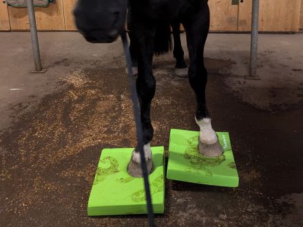 Tierheilphysiopraxis AW-Tiertherapie