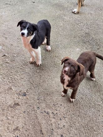 Fröhliche Hundemädchen suchen ihre Menschen!