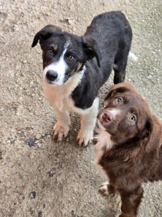 Fröhliche Hundemädchen suchen ihre Menschen!