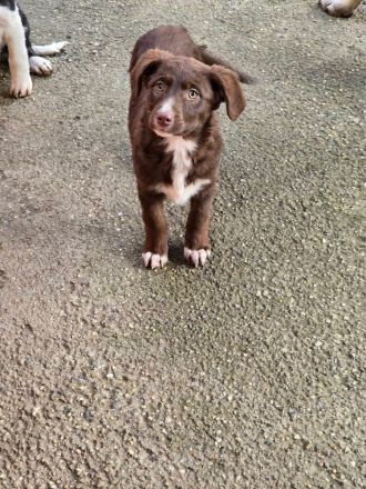 Fröhliche Hundemädchen suchen ihre Menschen!