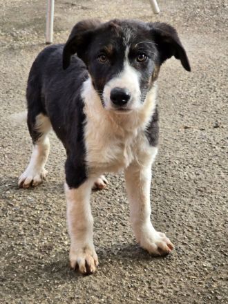 Fröhliche Hundemädchen suchen ihre Menschen!