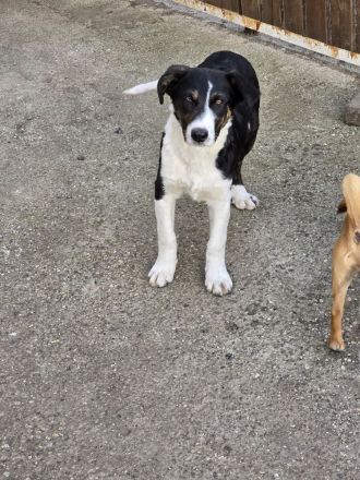 Cleo - ausgeglichen und verträglich