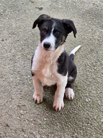 Fröhliche Hundemädchen suchen ihre Menschen!