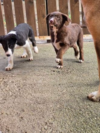 Fröhliche Hundemädchen suchen ihre Menschen!