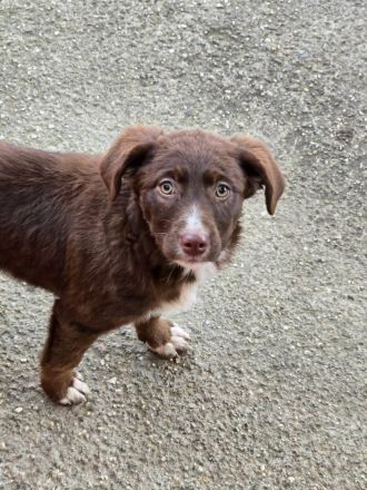 Fröhliche Hundemädchen suchen ihre Menschen!