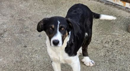 Cleo - ausgeglichen und verträglich