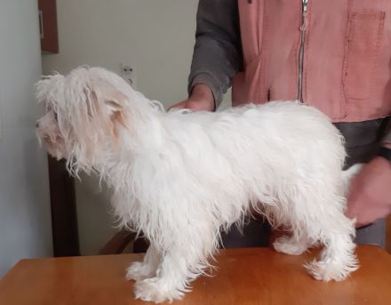 Powderpuff Hündin sucht dich ?