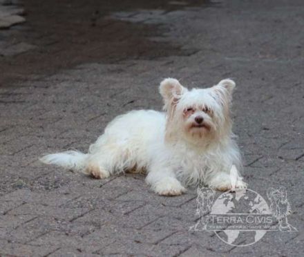 Powderpuff Hündin sucht dich ?