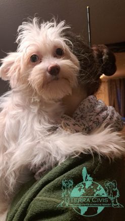 Powderpuff Hündin sucht dich ?