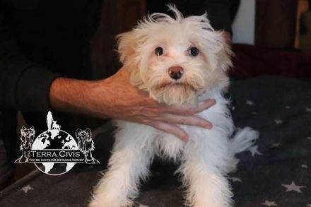 Powderpuff Hündin sucht dich ?