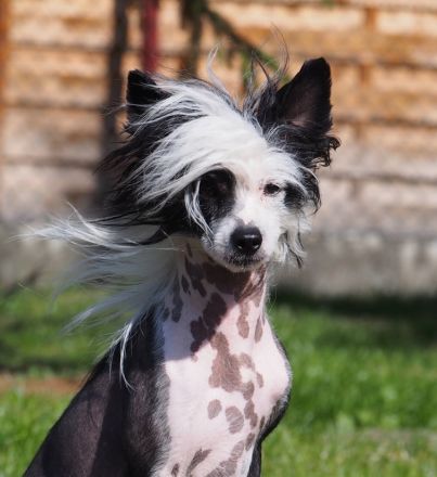 Valentino - Schwarz Weiße Versuchung