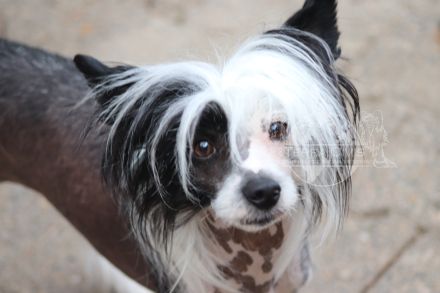 Valentino - Schwarz Weiße Versuchung