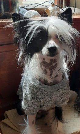 Valentino - Schwarz Weiße Versuchung