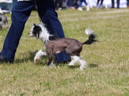 Valentino - Schwarz Weiße Versuchung