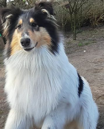 Zwei Reinrassige weiße Collie Welpen Rüden mit Papiere