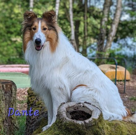 Zwei Reinrassige weiße Collie Welpen Rüden mit Papiere