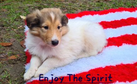 Zwei Reinrassige weiße Collie Welpen Rüden mit Papiere