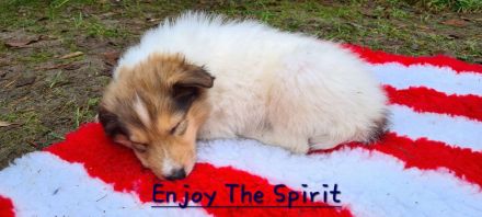 Zwei Reinrassige weiße Collie Welpen Rüden mit Papiere