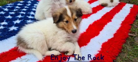 Zwei Reinrassige weiße Collie Welpen Rüden mit Papiere