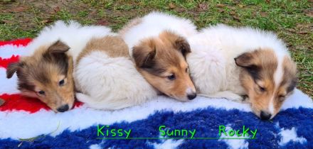 Zwei Reinrassige weiße Collie Welpen Rüden mit Papiere