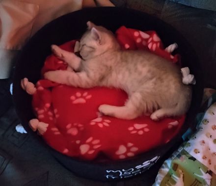 BKH Kitten Männlich