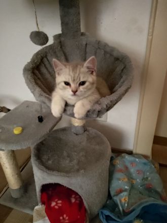 BKH Kitten Männlich