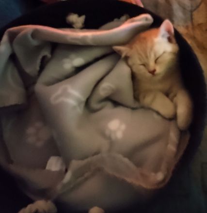 BKH Kitten Männlich