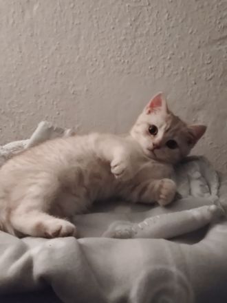 BKH Kitten Männlich