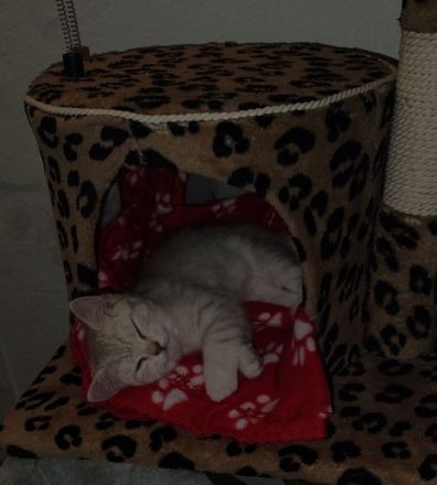 BKH Kitten Männlich