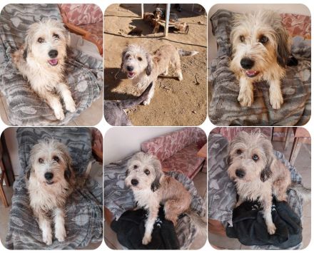 Wookie - mit dem sanften und treuen Blick