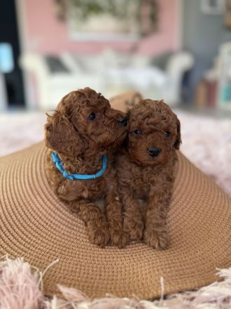 Toypudel Welpen, Welpen