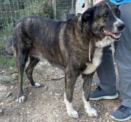 Victoria sucht ein Zuhause!