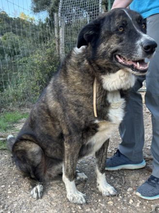 Victoria sucht ein Zuhause!