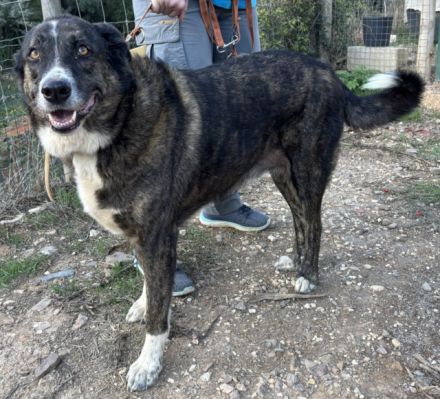 Victoria sucht ein Zuhause!