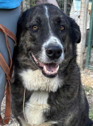 Victoria sucht ein Zuhause!