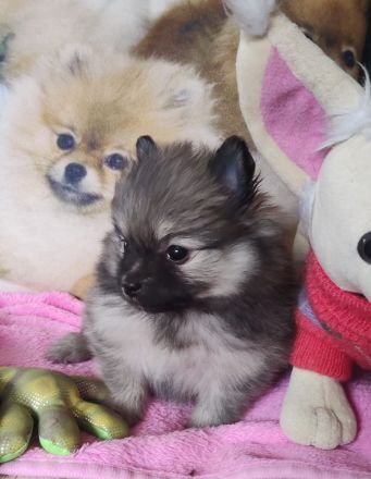 REIZENDE POMERANIAN / ZWERGSPITZ WELPEN (Hündin) mit PAPIEREN zu verkaufen