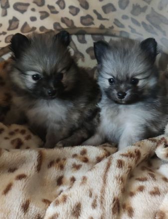REIZENDE POMERANIAN / ZWERGSPITZ WELPEN (Hündin) mit PAPIEREN zu verkaufen