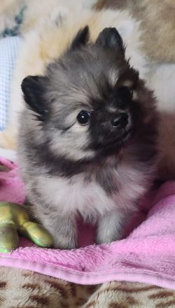 REIZENDE POMERANIAN / ZWERGSPITZ WELPEN (Hündin) mit PAPIEREN zu verkaufen