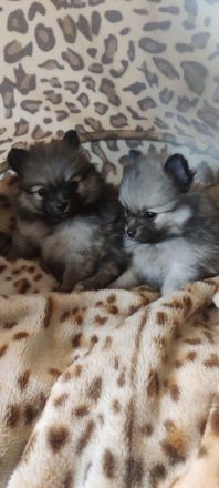 REIZENDE POMERANIAN / ZWERGSPITZ WELPEN (Hündin) mit PAPIEREN zu verkaufen