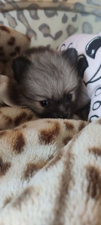 REIZENDE POMERANIAN / ZWERGSPITZ WELPEN (Hündin) mit PAPIEREN zu verkaufen