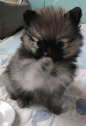 REIZENDE POMERANIAN / ZWERGSPITZ WELPEN (Hündin) mit PAPIEREN zu verkaufen