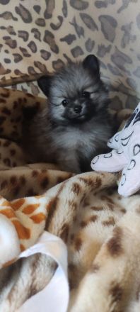 REIZENDE POMERANIAN / ZWERGSPITZ WELPEN (Hündin) mit PAPIEREN zu verkaufen