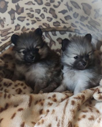 REIZENDE POMERANIAN / ZWERGSPITZ WELPEN (Hündin) mit PAPIEREN zu verkaufen