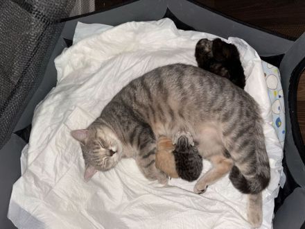 Erfahrener u sportlicher BKH Deckkater  in Whiskas,  Berlin