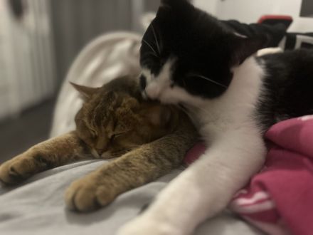 Liebevolle Katzen suchen ein neues zu Hause