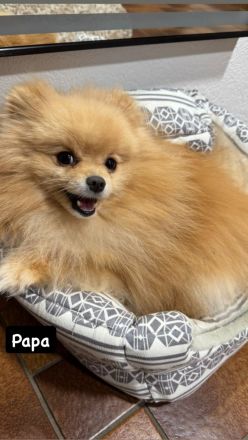 3 süße Zwergspitz Welpen suchen ein liebevolles zuhause